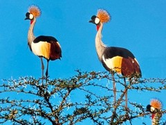 Orig. Framed Original photograph by Thomas D Mangelsen, titled -Crowned Cranes