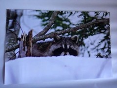 Adorable Raccoon peeking over the snow 12×18 unframed photo
