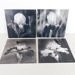 Black White Iris Flower Photography Lot of 4 Print Foam Board Botanical Nature