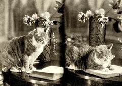 James Van Der Zee Art Photo Print Card – Smart Cat, 1931 – Fotofolio 4.25”x6”