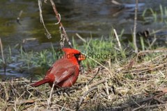 Cardinal Photo, Pick One Image – Various Sizes