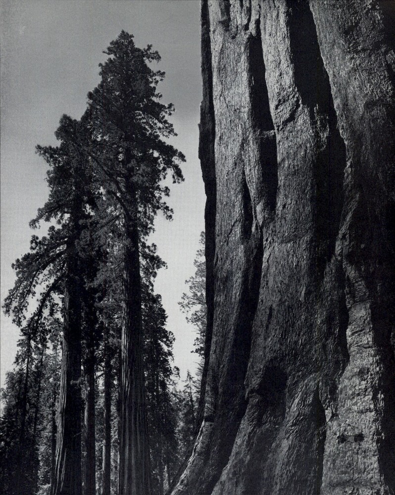 1959 Ansel Adams Sequoia Tree Mariposa Yosemite Valley National Park Art Photo