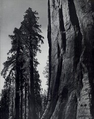 1959 Ansel Adams Sequoia Tree Mariposa Yosemite Valley National Park Art Photo