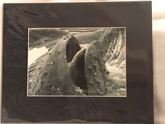 Humpback Whale Photograph 5×7 Matted To 8×10. Original Art