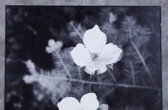 Vintage Karl Bonfert Signed Black and White Photograph Dogwood Yosemite 11 x 14″