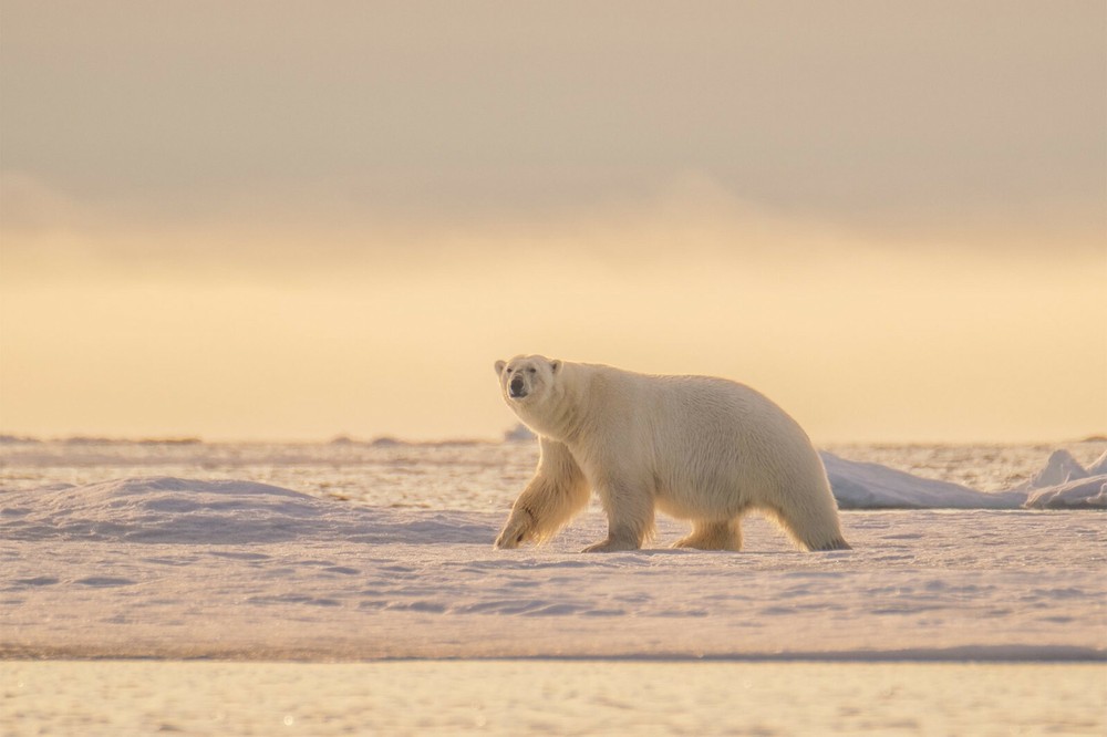 Print (16″x24″): Polar Bear in Svalbard