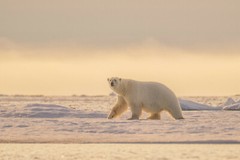 Print (16″x24″): Polar Bear in Svalbard