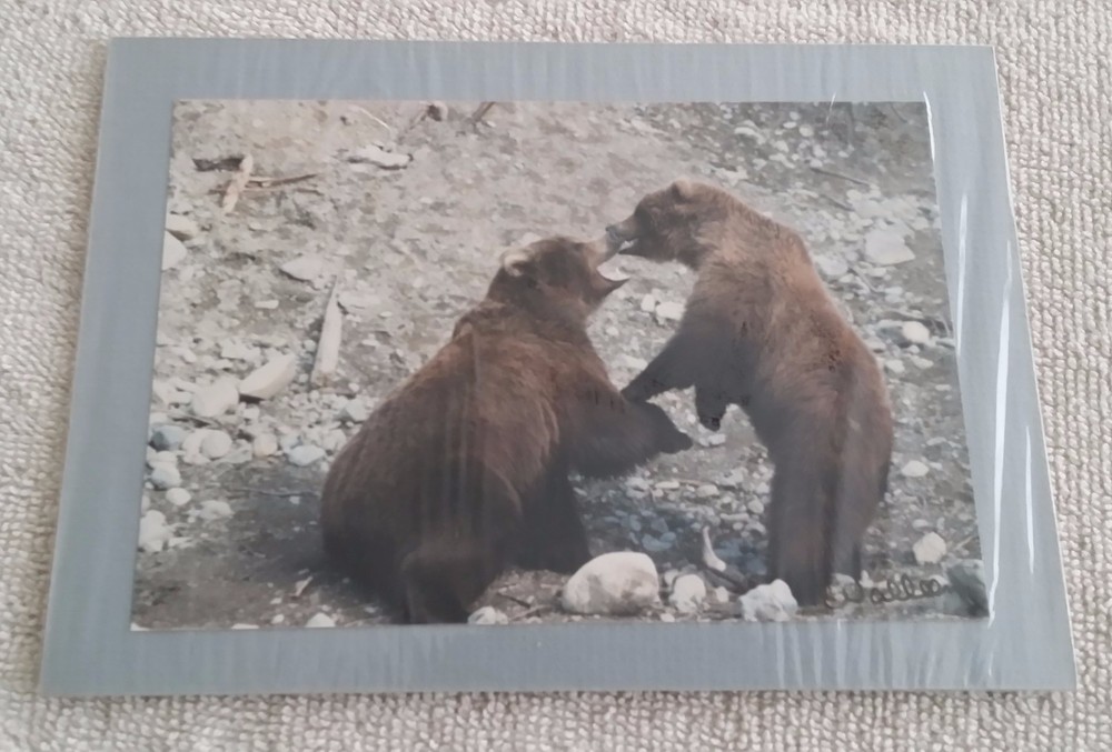 Sharon Walleen Photographs Alaska Mt McKinley Sled Dogs Grizzly Bears 5 X 7 Inch