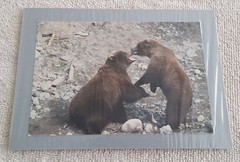Sharon Walleen Photographs Alaska Mt McKinley Sled Dogs Grizzly Bears 5 X 7 Inch