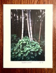 Original photographic print «Bamboo Groves» by Michael Blumenstock