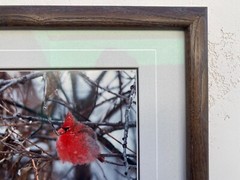 Thomas Mangelsen «Colors of Winter» Cardinal Nebraska Framed Photography 