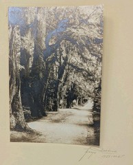 Hugo Brehme Photo Bosque de Chipultepec? Mexico Black & White Fine Art Signed