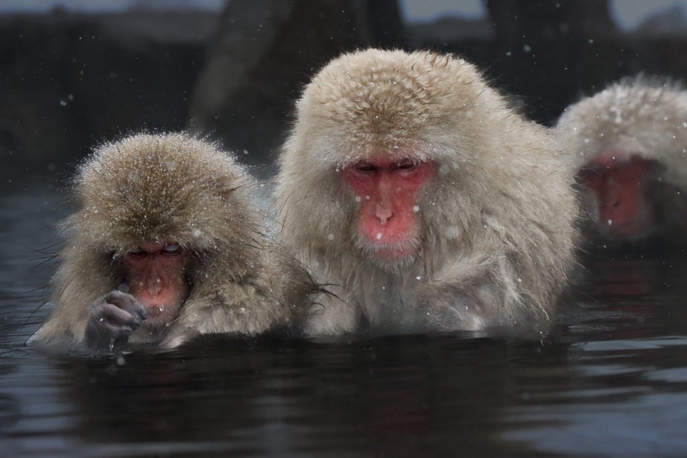 Japanese Snow Monkey Hot Spring Fine Art Photography Print Wildlife Japan