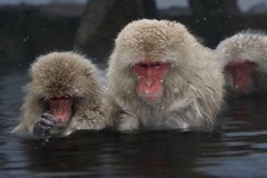 Japanese Snow Monkey Hot Spring Fine Art Photography Print Wildlife Japan