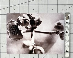 JOANN THORNTON PHOTOGRAPHS 2001 Art Announcement Card – Flower Series