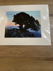 Matted Photo Tree of Life Sunrise Rocky Ridge Silhouette Kevin Fox Signed 2006