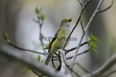White Eyed Vireo Photo, Pick One Image – Various Sizes