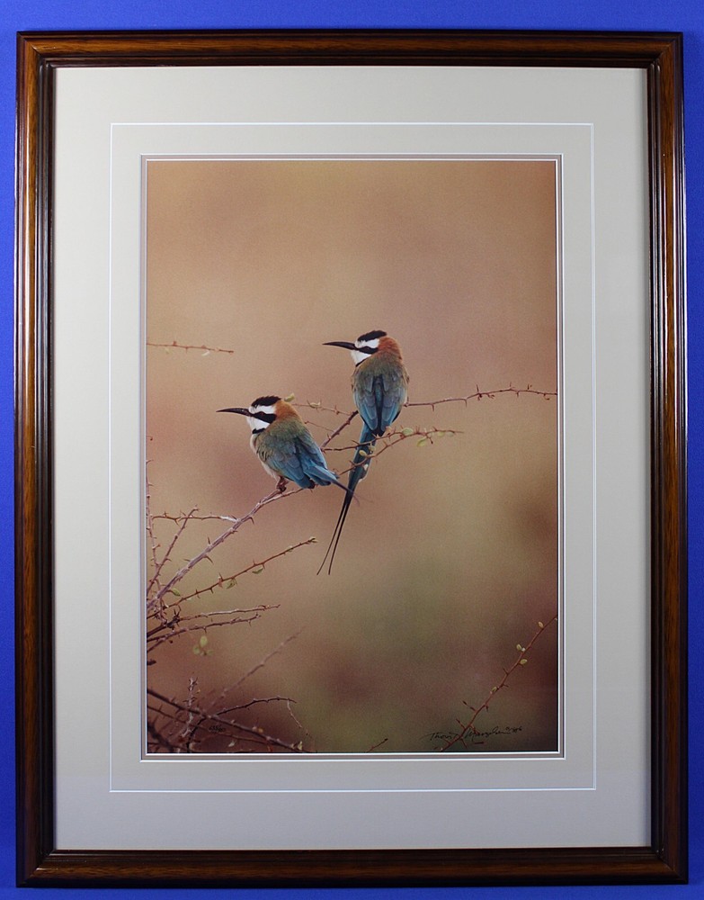 Thomas D Mangelsen Signed & Numbered «African Bee-Eaters» Color Photography