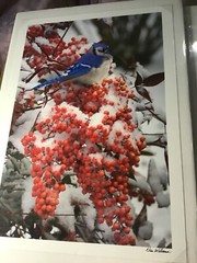 Nan Williams 13” x 9” winter blue Jay snow berries