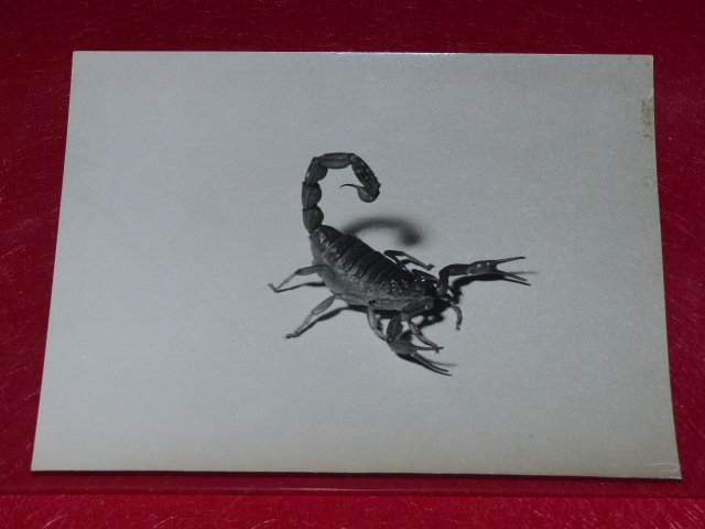 [PHOTOGRAPHY] Pierre Auradon / Argentique 1940/50 «Scorpion» 18X14