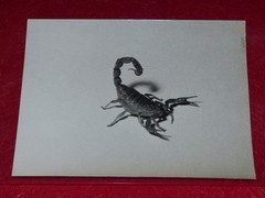 [PHOTOGRAPHY] Pierre Auradon / Argentique 1940/50 «Scorpion» 18X14
