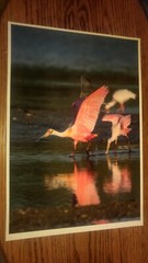 19×13 Digital Art Photograph Pink Spoonbill Bird Feeding Wildlife Bay Ocean