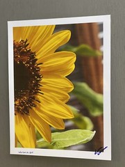 Sunflower- photograph 8.5×11