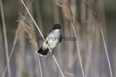 Eastern Kingbird Photo, Pick One Image – Various Sizes
