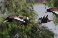 Black Bellied Whistling Duck Photo, Pick One Image – Various Sizes