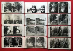 12 Vintage Stereo Photo Circa 1905 Pictures from German Forests Forest Types (F14810