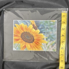 Sunflower Botanical Nature Photography Color Landscape 8×10 Matted Photograph