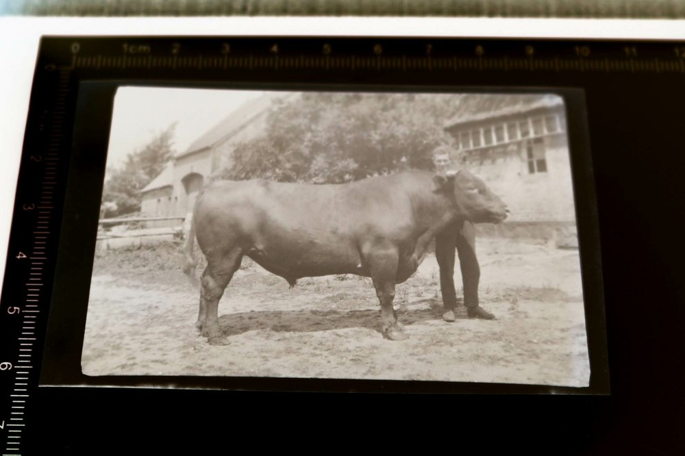 Great old negative – man posing with his breeding bull – 1950s?