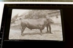 Great old negative – man posing with his breeding bull – 1950s?