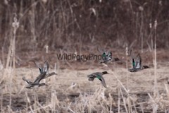 Green Winged Teal Photo, Pick One Image – Various Sizes