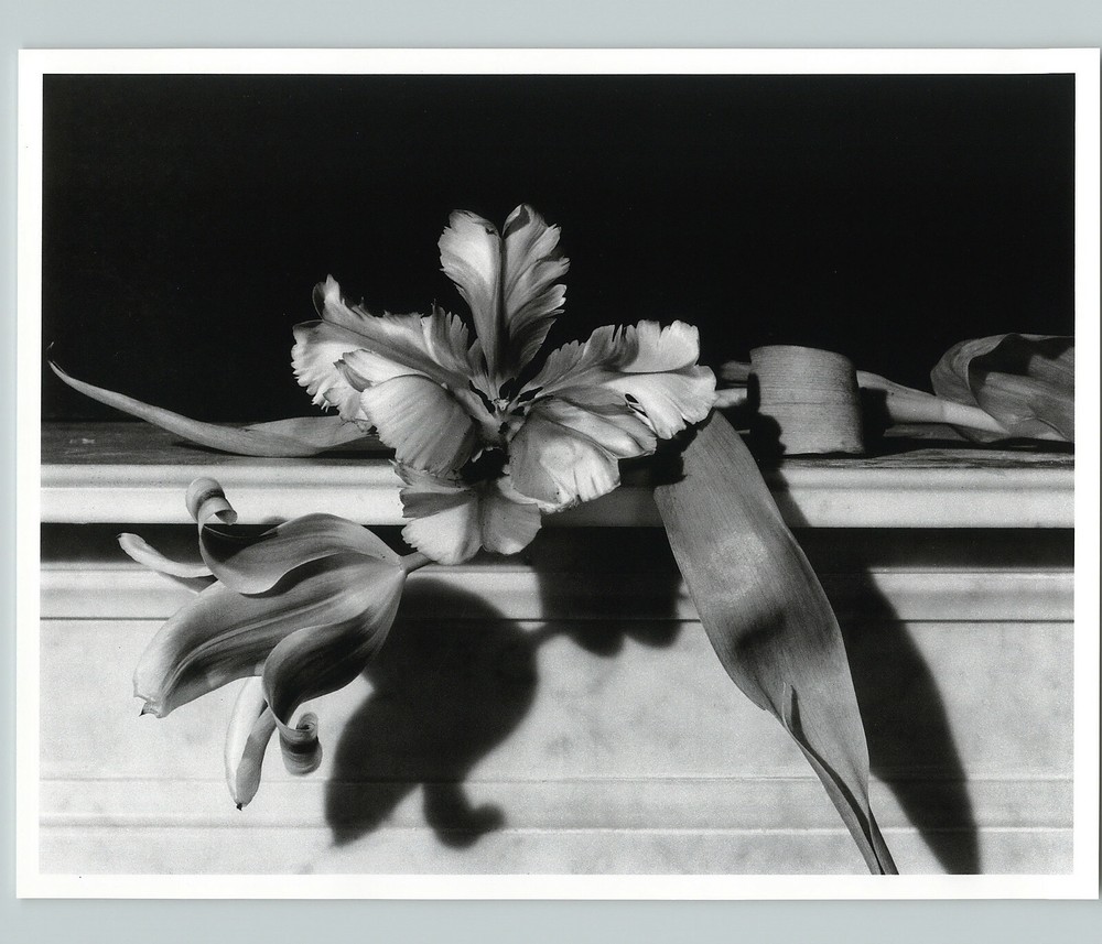 1989 1992 Parrot Tulips Oyster Bay Large Art Photo By Horst 16X20