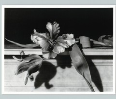 1989 1992 Parrot Tulips Oyster Bay Large Art Photo By Horst 16X20