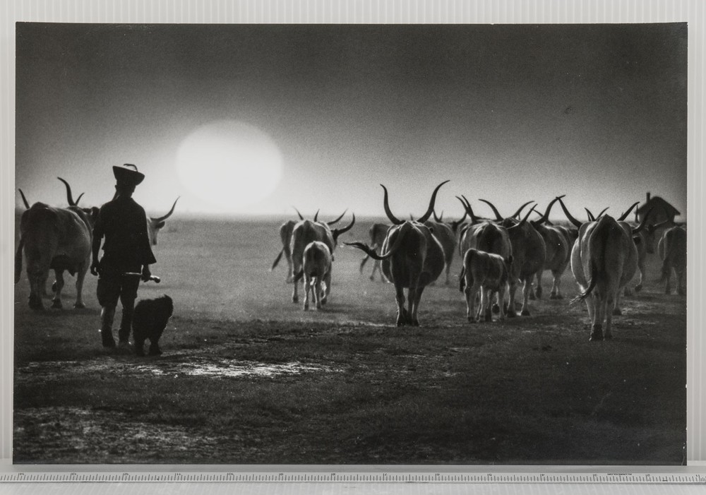Vintage Black and White Photograph Hungarian Puszta Sunset Herder with Cattle