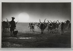 Vintage Black and White Photograph Hungarian Puszta Sunset Herder with Cattle