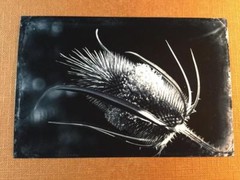 Ouch! J Edwards Original Art Tintype Limited Series From Artist C053