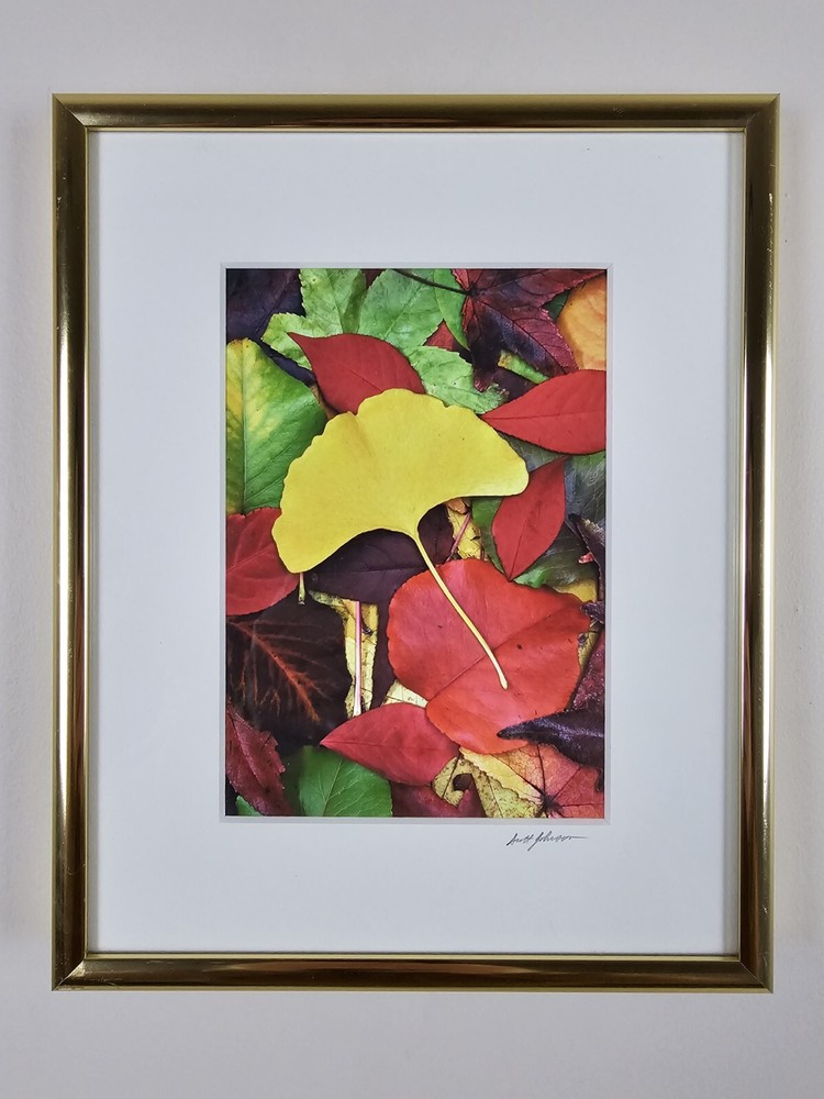 ART – VTG Original Signed Scott Johnson Photograph 10.5×8.5 Framed Gingko Leaves