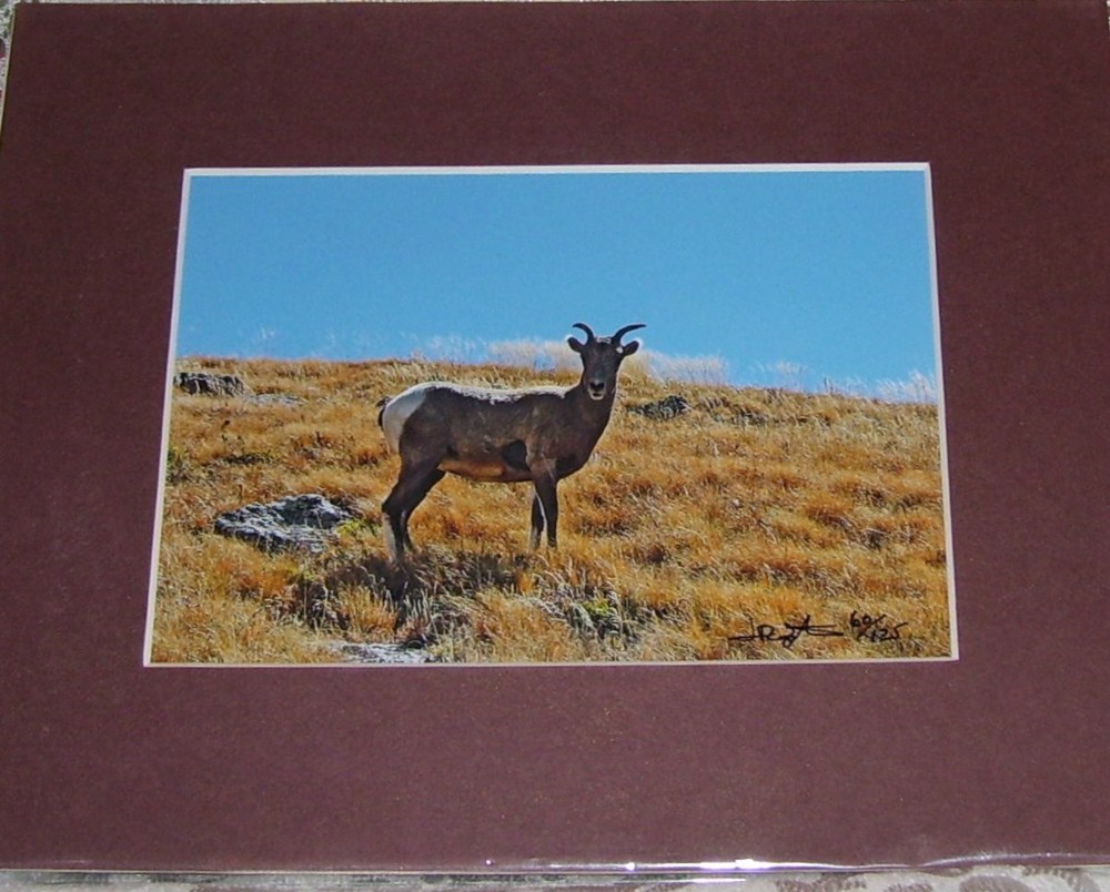 PHOTO ART MOUNTAIN GOAT MT EVANS CO 5X7 MATTED TO 8X10 SIGNED #’D 60/125