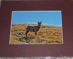 PHOTO ART MOUNTAIN GOAT MT EVANS CO 5X7 MATTED TO 8X10 SIGNED #’D 60/125