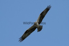 Osprey Photo, Pick One Image – Various Sizes