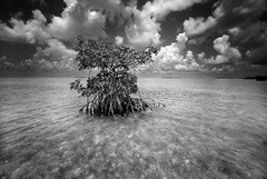 Clyde Butcher Shell Key Florida Bay #1 22×34