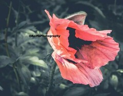 11×14 Inch Print Original Photo Photography Wall Art Landscape Flower Nature S