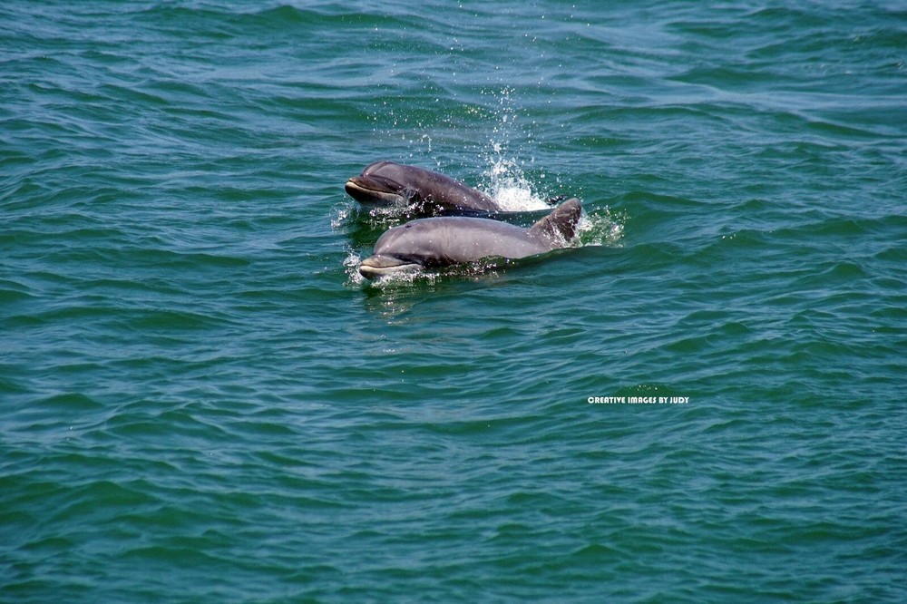 «Flipper and Pup» Dolphin Wall Art