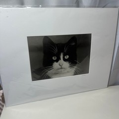 Vintagew Black & White Cat Photo Print (Signed)