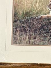 Thomas Mangelsen, Lioness Pair, Signed, Limited Edition Photograph