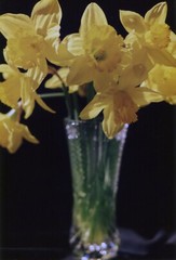 Vintage 1994 color print Daffodil flowers in crystal vase by Sutherland