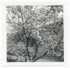 Bloom in the Odenwald – Nature Landscape Women – 3x Vintage Photo 1930s